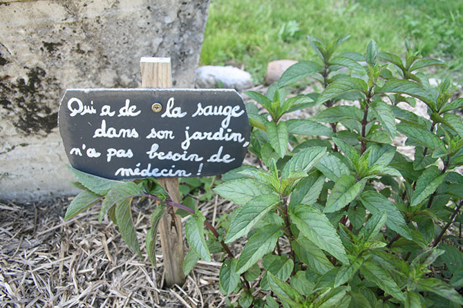 « On a profité de la semaine du goût pour faire découvrir les tisanes. Chaque jour nous en goûtions une différente avec les herbes aromatiques de notre jardin comme le thym, la sauge. Dans notre « projet nature », nous allons étudier les plantes médicinales en cours de science et nous allons en planter dans le jardin », explique Caroline